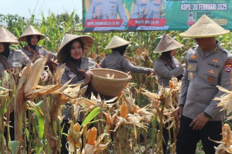 Polres Serang Panen Raya Jagung 80 Ton, Wujud Dukungan Ketahanan Pangan Nasional