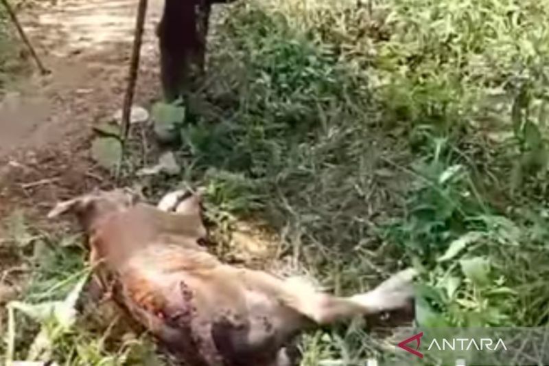 Heboh! Anak Sapi Ditemukan Mati di Mukomuko, Diduga Dimangsa Harimau