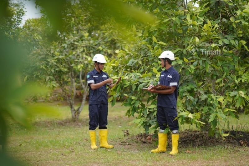 PT Timah Hijaukan 1.565 Hektare Lahan Bekas Tambang di Bangka Belitung