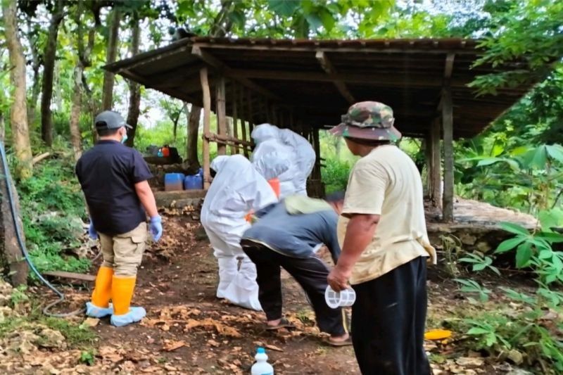 Kasus Antraks di Gunungkidul: Tidak Ada Perkembangan Terbaru, DPKH Pastikan Keamanan Ternak