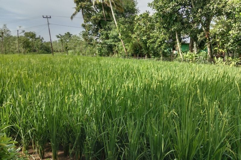 Bulog Serap 2.823 Ton Gabah Petani Lombok Timur, Target 34 Ribu Ton di 2025