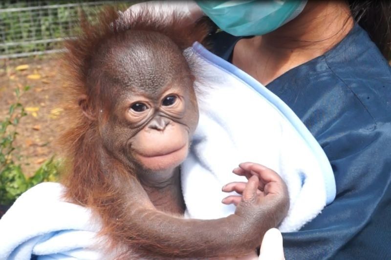 Bandung Zoo Sambut Kelahiran Bayi Orangutan Kalimantan