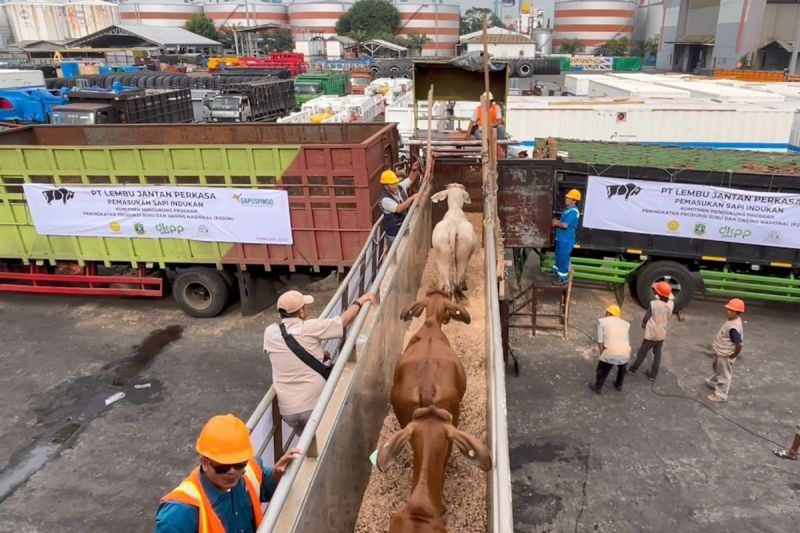 Barantin Periksa 2.449 Sapi Impor Australia di Tanjung Priok