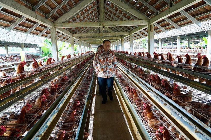 Koperasi Telur Nasional Bantu Stabilkan Harga Jelang Ramadhan