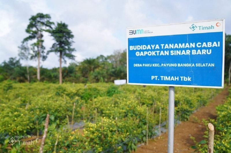 PT Timah dan Gapoktan Sinar Baru Panen Raya Cabai Rawit: Sukses Wujudkan Ketahanan Pangan