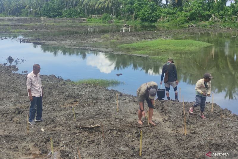 Menebus Dosa Masa Lalu: Restorasi Mangrove di Lalombi Pulihkan Ekosistem dan Tambak Udang