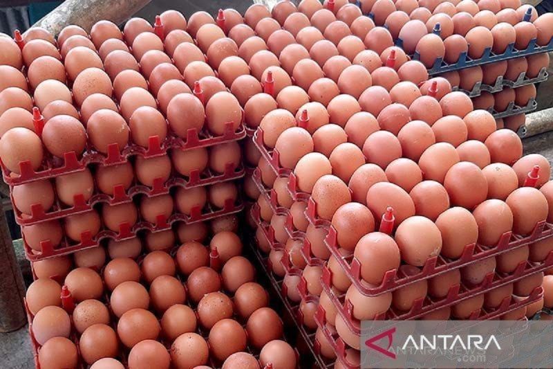 Babel Tambah Stok 50 Ton Telur Ayam Jelang Ramadhan: Antisipasi Lonjakan Permintaan