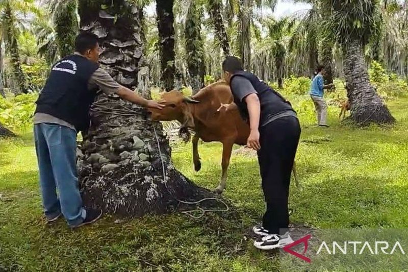 Waspada! Virus Jembrana Merebak di Bengkulu, 54 Sapi Terjangkit