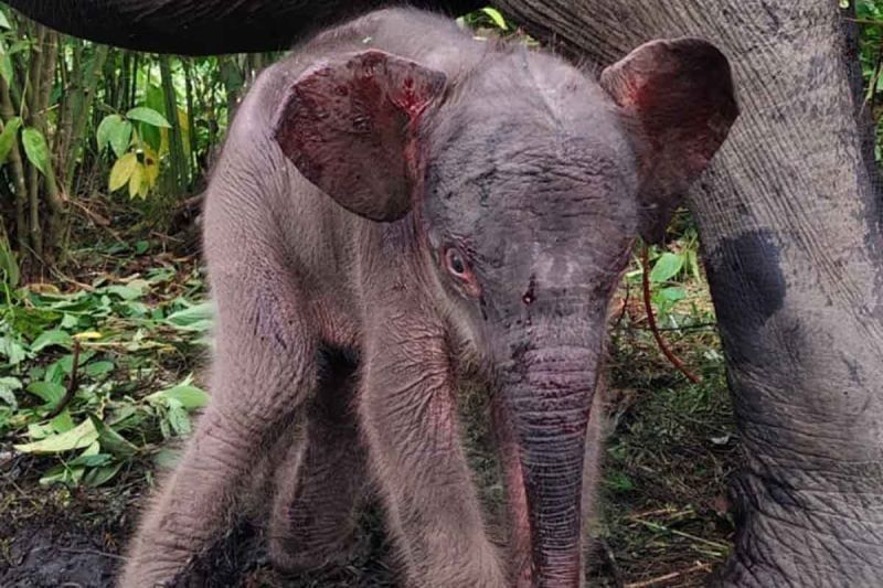 Kelahiran Bayi Gajah Sumatra di CRU Peusangan, Aceh: Sebuah Kabar Gembira di Tengah Ancaman Kepunahan