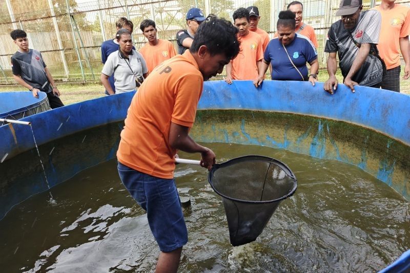 Lapas Timika Panen Ikan Lele: Sukses Pemberdayaan Warga Binaan dan Dukungan Ketahanan Pangan Nasional