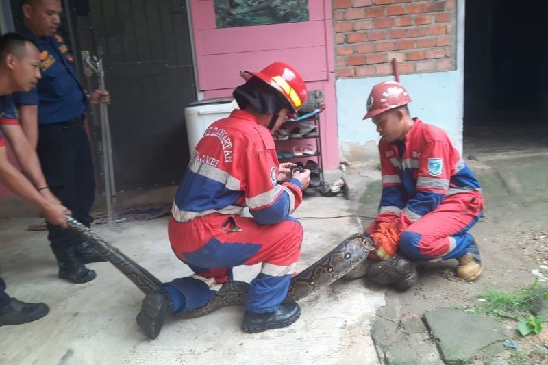 Ular Sanca 6 Meter Dievakuasi Damkar Kota Jambi dari Rumah Warga