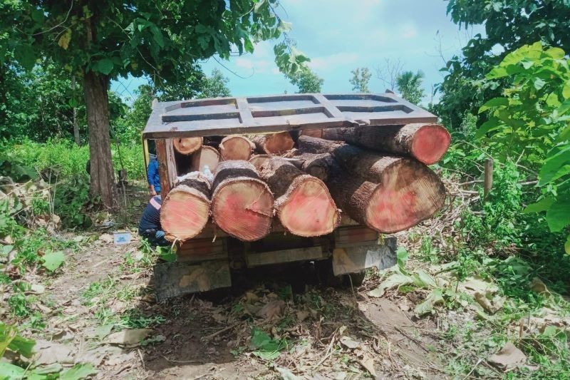 BBKSDA NTT Ringkus 6 Pelaku Penebangan Liar di Mutis Timau