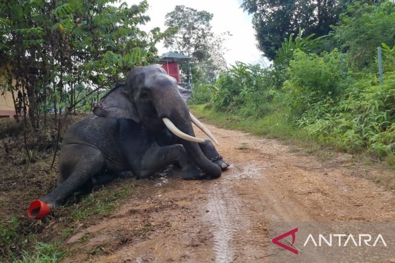 Lima Gajah Jinak di PIKG Tebo Jambi Jadi Wahana Edukasi dan Cegah Konflik