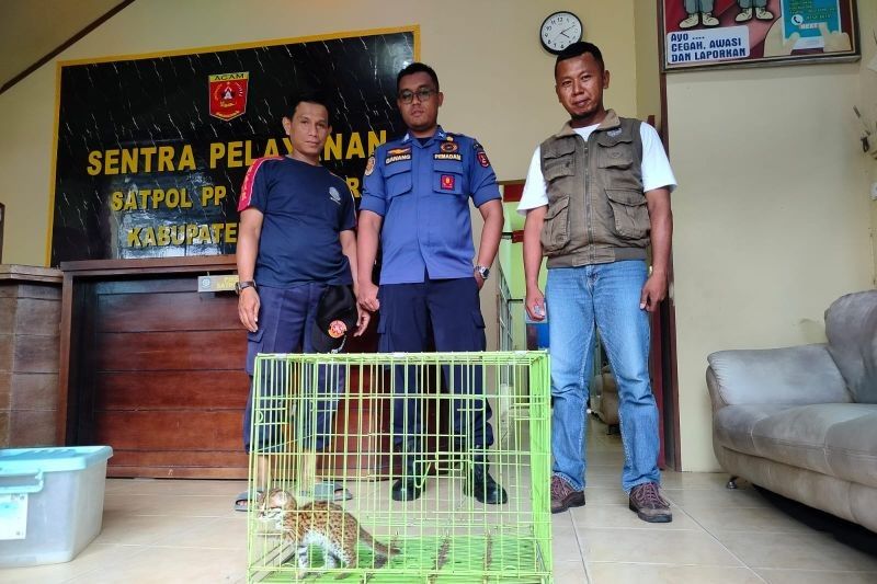 BKSDA Sumbar Selamatkan Anak Kucing Hutan di Agam, Satwa Dilindungi Akan Dilepasliarkan