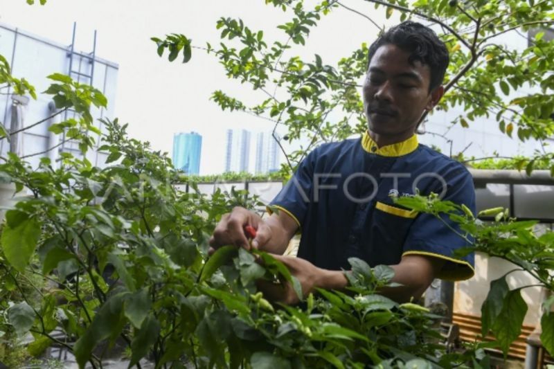 Tanam Cabai di Pekarangan Rumah: Solusi Pemkab Tanbu Atasi Lonjakan Harga