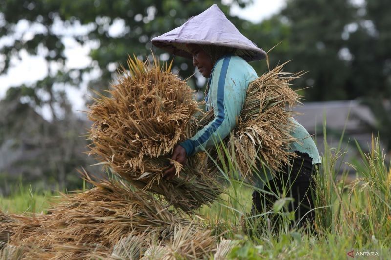 Panen Raya: Berkah untuk Petani, Harapan untuk Kesejahteraan