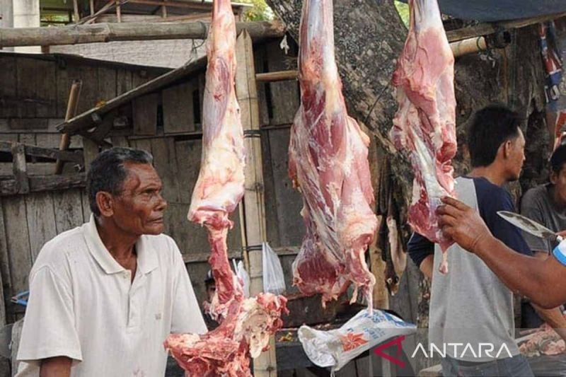 Stok Ternak Meugang Aceh Timur Mencukupi: 1.497 Ekor Sapi dan Kerbau Siap Sembelih