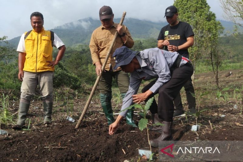 Pemkab Kuningan Perluas Program Tumpang Sari Kopi-Padi: Optimalisasi Lahan dan Peningkatan Pendapatan Petani