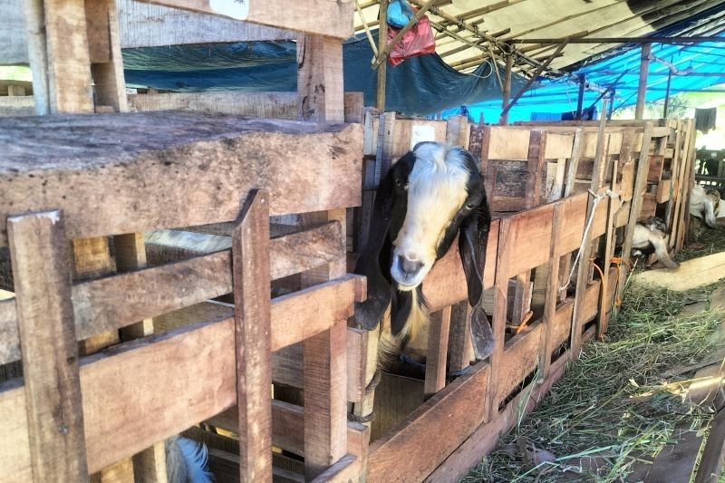 Polres Lampung Selatan Ringkus Empat Pencuri Ternak Kambing