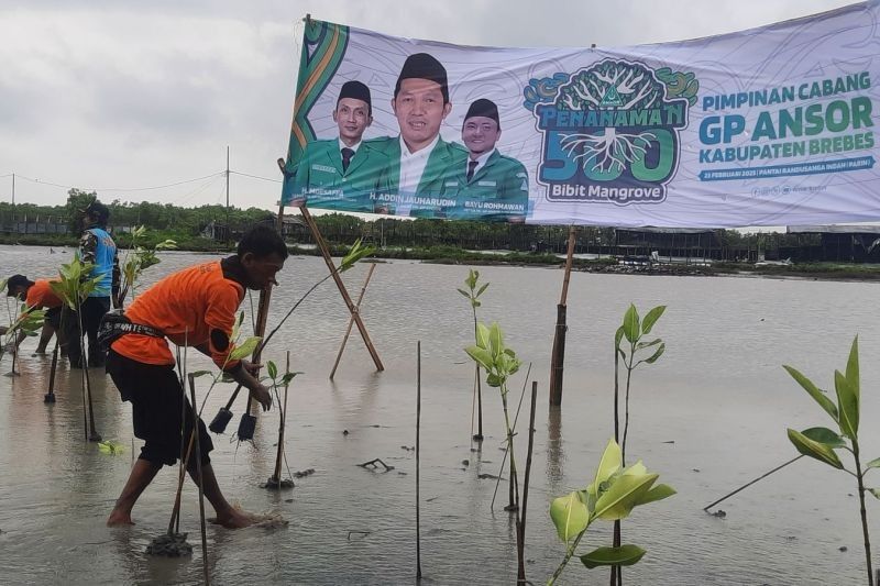 GP Ansor Tanam 500 Mangrove di Brebes: Ikhtiar Hijau di Tengah Ancaman Krisis Iklim