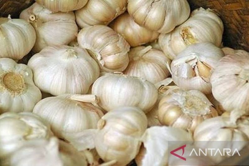 Impor Bawang Putih 21 Ribu Ton Mendarat Maret 2025, Tekan Harga Jelang Ramadan?