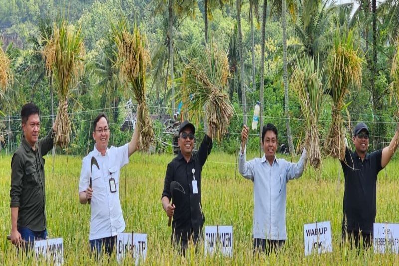 Gunungkidul Proyeksikan Panen Raya Padi Maret 2025: 35.351 Hektare!