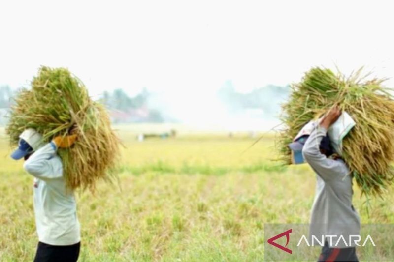 DPRD Karawang Desak Bulog Serap Gabah Petani Langsung, Target 75 Ribu Ton Terancam!