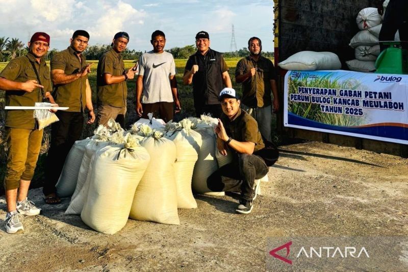 Bulog Serap 889 Ton GKP di Aceh Barat, Dukung Kesejahteraan Petani dan Stok Pangan Nasional