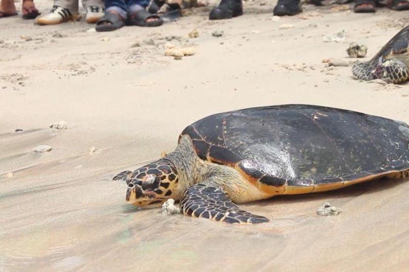 Lima Penyu Sisik Dilepasliarkan di Nusa Penida, Upaya Lestarikan Satwa Langka Bali