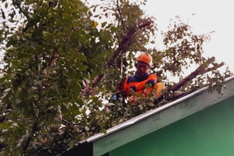 BPBD Agam Bersihkan Tujuh Titik Pohon Tumbang Akibat Angin Kencang