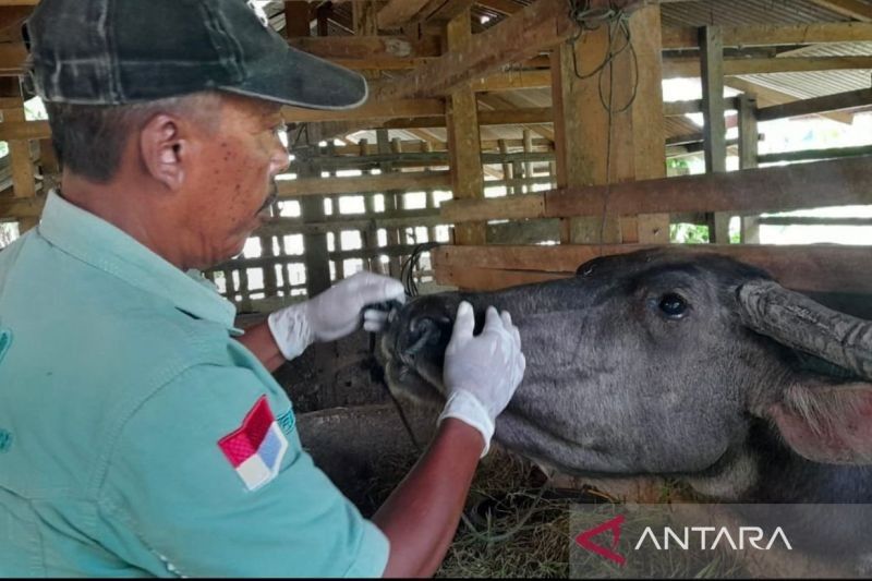 Pemkab Nagan Raya Kerahkan Paramedis Periksa Kesehatan Ternak Jelang Meugang