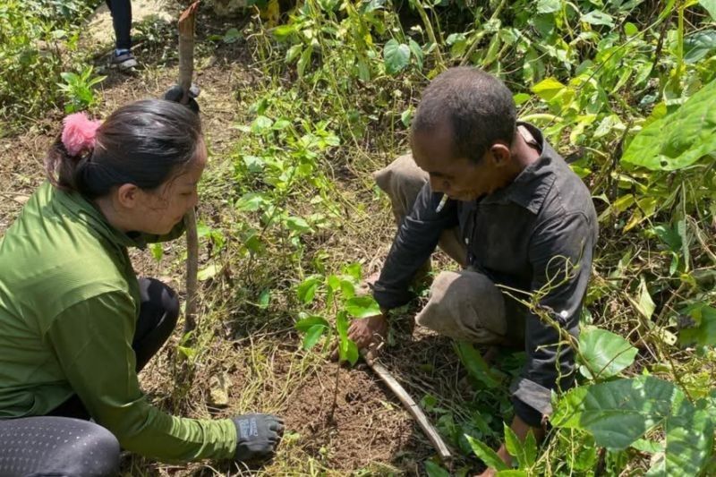 BPOLBF Jaga Kelestarian Parapuar dengan Penanaman 300 Pohon: Komitmen untuk Pariwisata Berkelanjutan