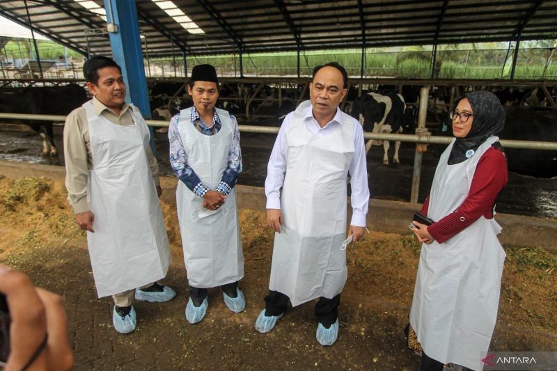 Menkop Upayakan Koperasi Serap Maksimal Susu Sapi Lokal, Tingkatkan Kesejahteraan Peternak