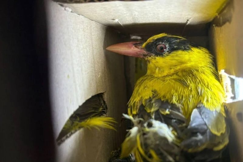 18.689 Burung Liar Diselamatkan di Lampung:  Modus Penyelundupan Marak!