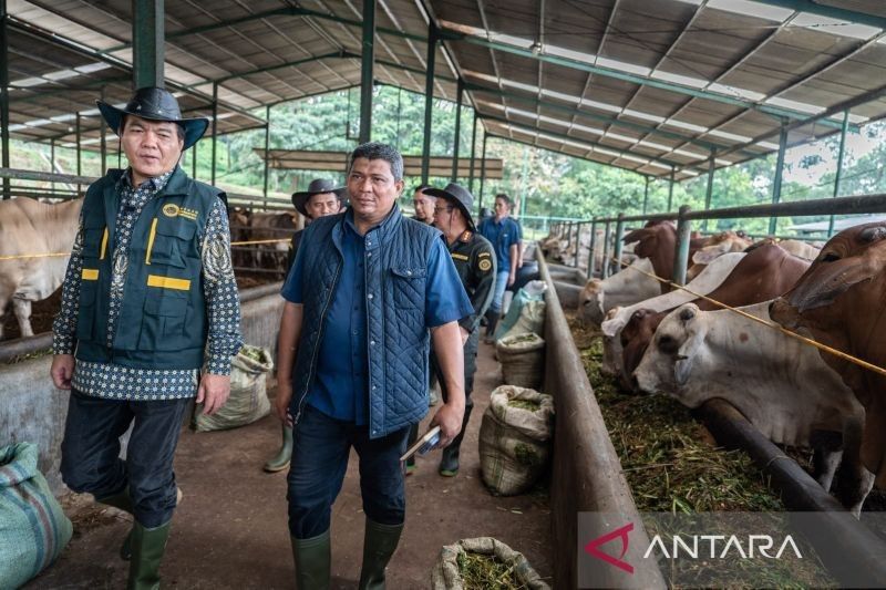 Jelang Ramadhan, Barantin Pastikan Sapi Impor Australia Bebas Penyakit