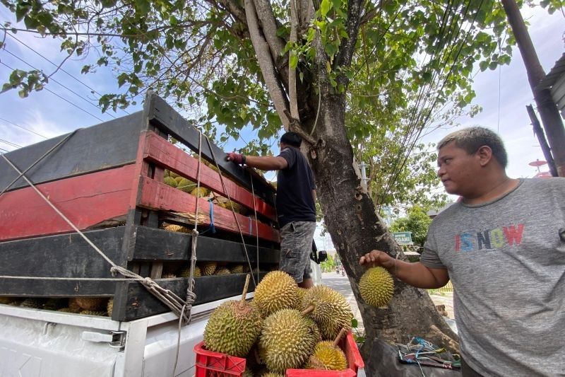 Ramai! Pedagang Durian Musiman Banjiri Gorontalo, Harga Mulai Rp10.000