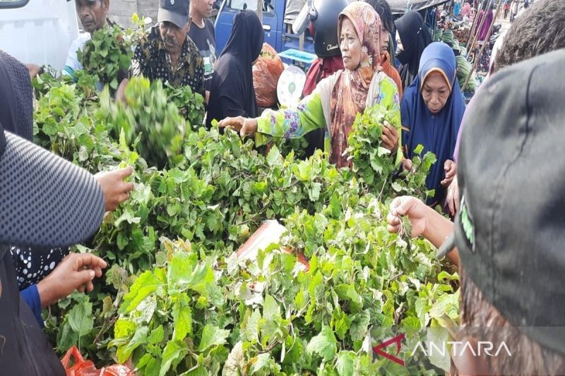 Pemkab Bombana Dorong Budidaya Tanaman Nilam, Tingkatkan Kesejahteraan Petani