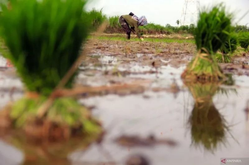 Cetak Sawah di Lahan Rawa Sulfat Masam: Tantangan dan Solusi Swasembada Pangan