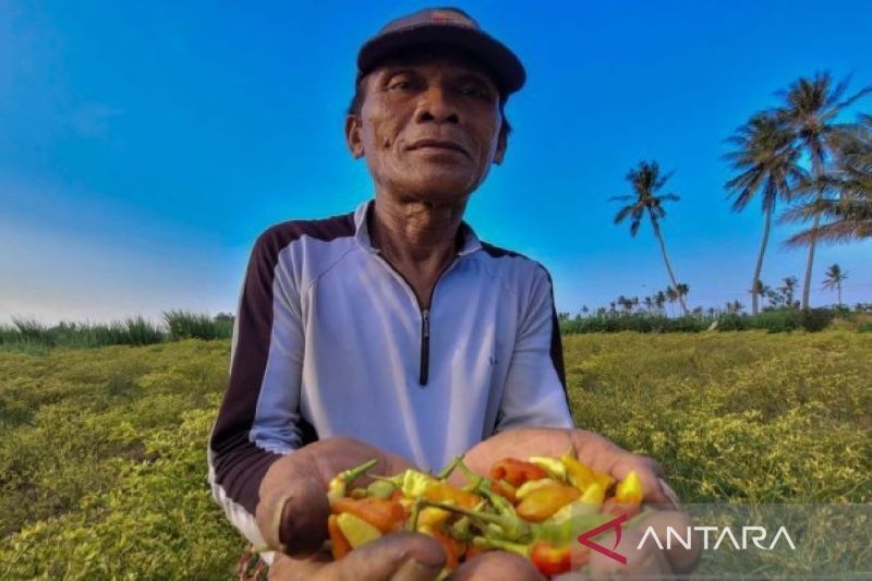 Harga Cabai Rawit di Situbondo Tembus Rp100.000/kg Jelang Ramadhan