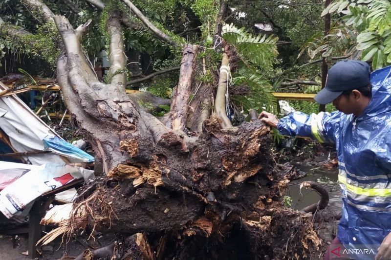 Hujan Deras Landa Bandung, 4 Lokasi Terdampak Pohon Tumbang dan Atap Ambruk