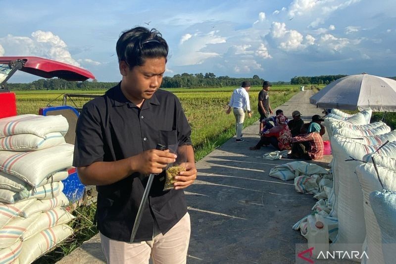 Bulog Serap 1.300 Ton Gabah Petani OKU Timur, Kejar Target 40 Ribu Ton!