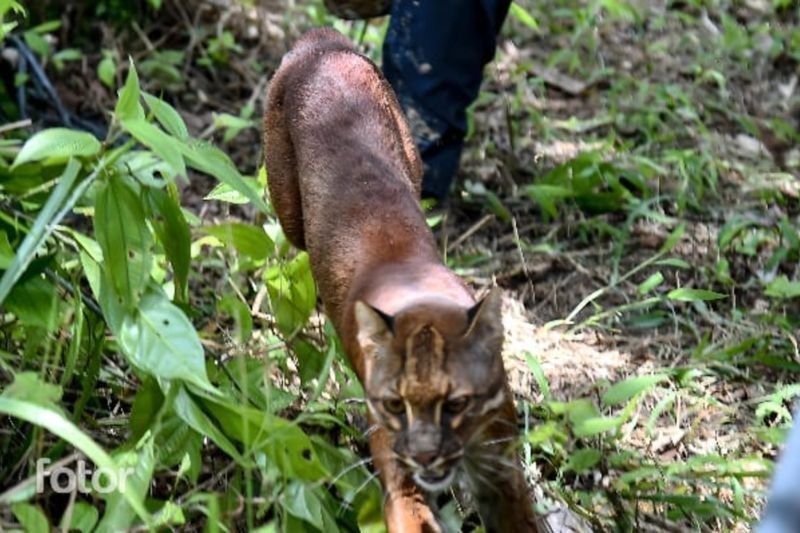 Kemenhut Lepasliarkan Kucing Emas di Leuser untuk Perkembangbiakan Alami