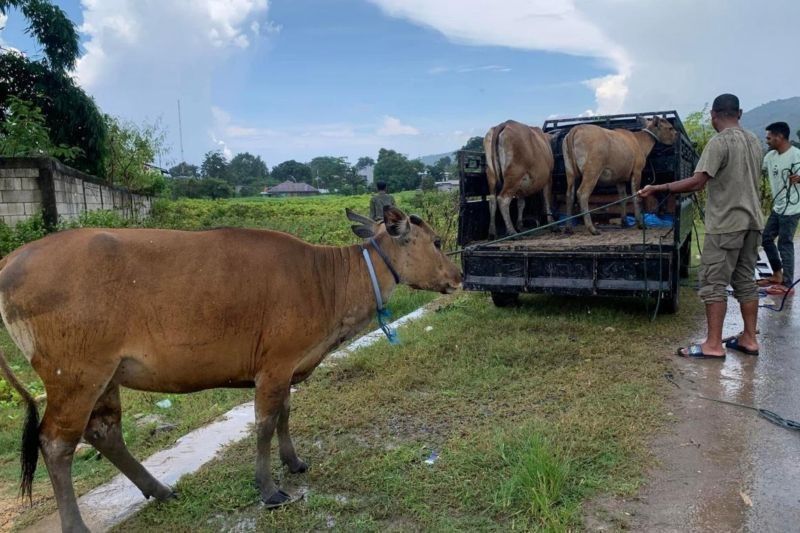 Pemkab Mabar Tertibkan Sapi Liar di Labuan Bajo: Kenyamanan Wisatawan Jadi Prioritas