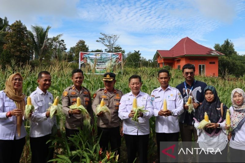 Polres Bangka Barat Sukses Panen Jagung, Wujud Dukungan Ketahanan Pangan Nasional