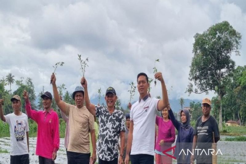 Lahan Tidur di Madina Disulap Jadi Kebun Cabai dan Jagung, Wujudkan Ketahanan Pangan