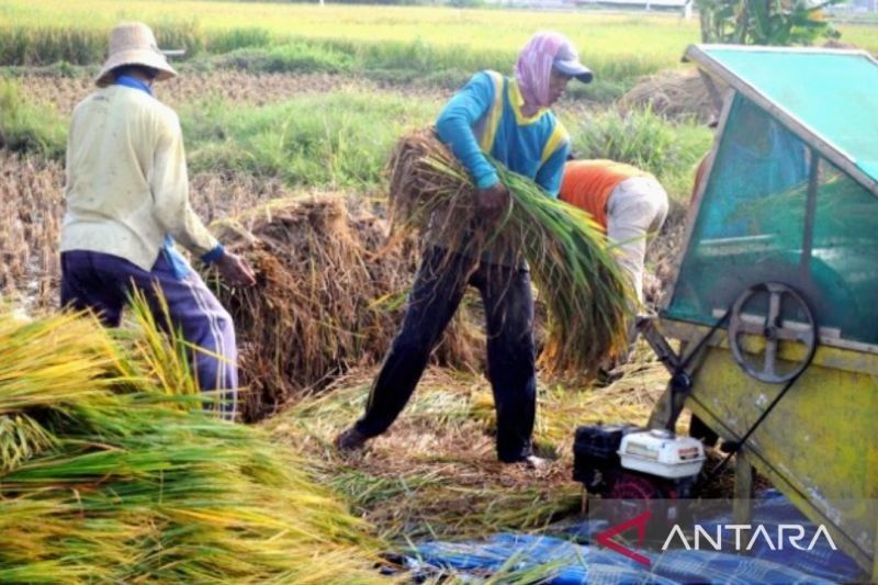 DPRD Karawang Desak Distan Bantu Petani Salurkan Gabah ke Bulog