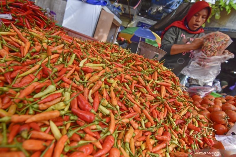 Petani NTB Diminta Cermati Stok Cabai, Harga Melonjak Tajam!