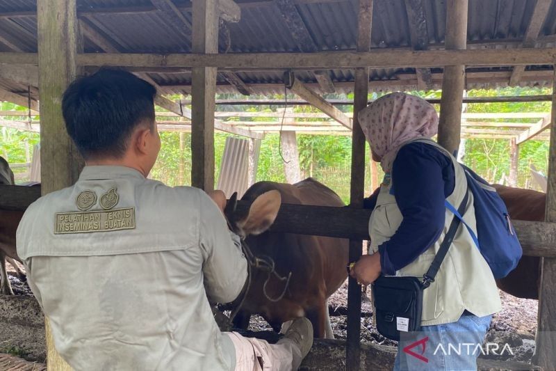 Mukomuko Siapkan 5 Tim Periksa Kesehatan Daging Jelang Ramadhan: Jamin Keamanan Konsumen