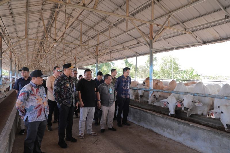 Pj Gubernur Babel Pastikan Stok Sapi Potong Aman Jelang Ramadan dan Lebaran