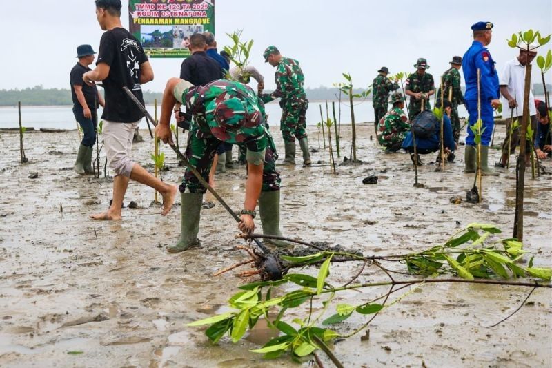 Kodim Natuna Tanam 500 Bibit Mangrove, Lestarikan Pantai dan Lingkungan